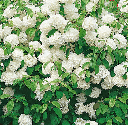 Viburnum plicatum 'Newport' -