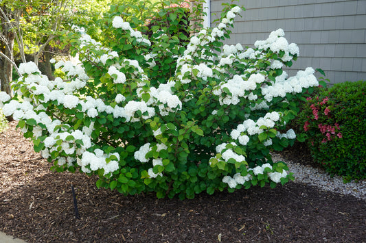 Viburnum plicatum First Editions 'Opening Day'
