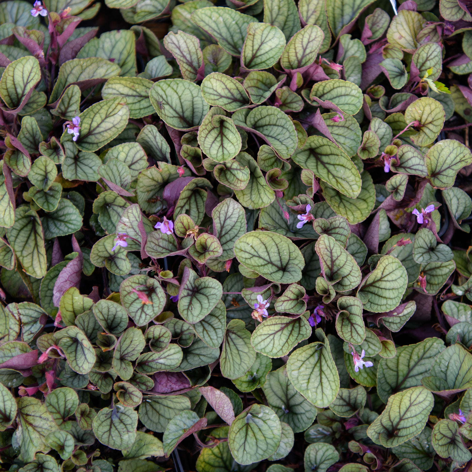 A close-up image of Viola walteri 'Silver Gem' foliage, showing silver variegated leaves with hints of reddish-green and delicate violet-blue blooms.