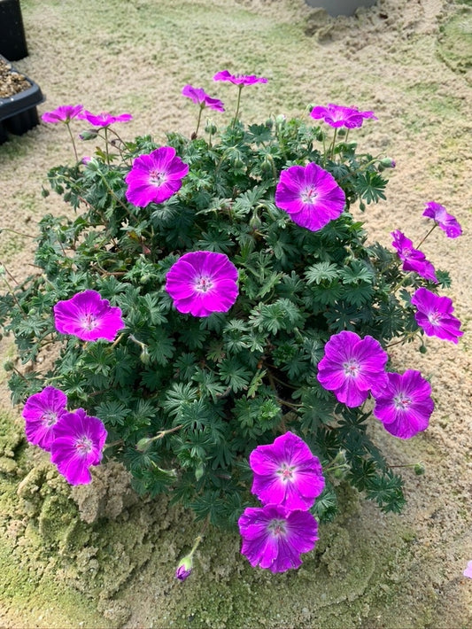 Geranium sanguineum 'Frivolius Purple'