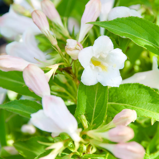 White and pink flowers on green foliage