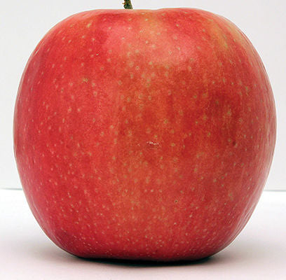 Apple 'Wolf River' - Apple