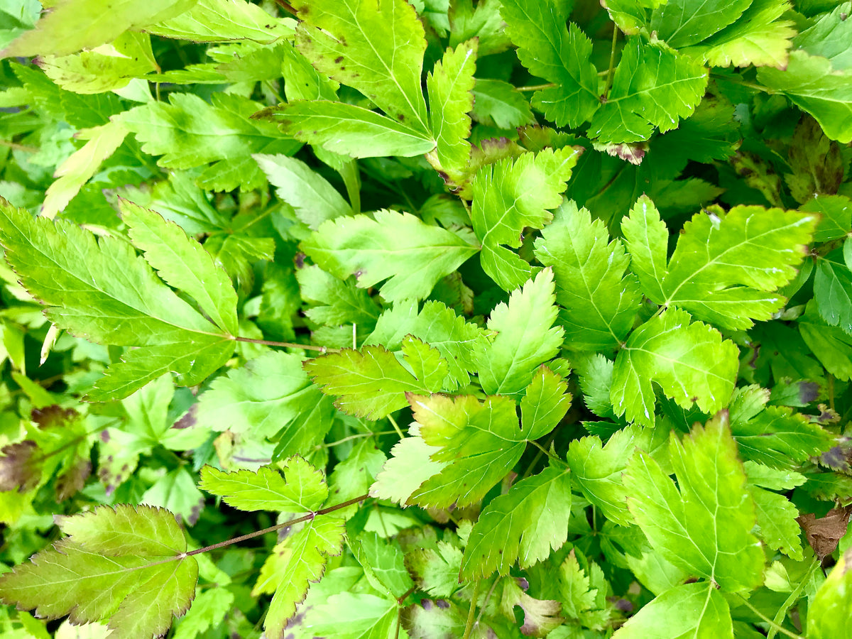 A close-up of Xanthorhiza simplicissima plant leaves showing their green color and leaf shape.
