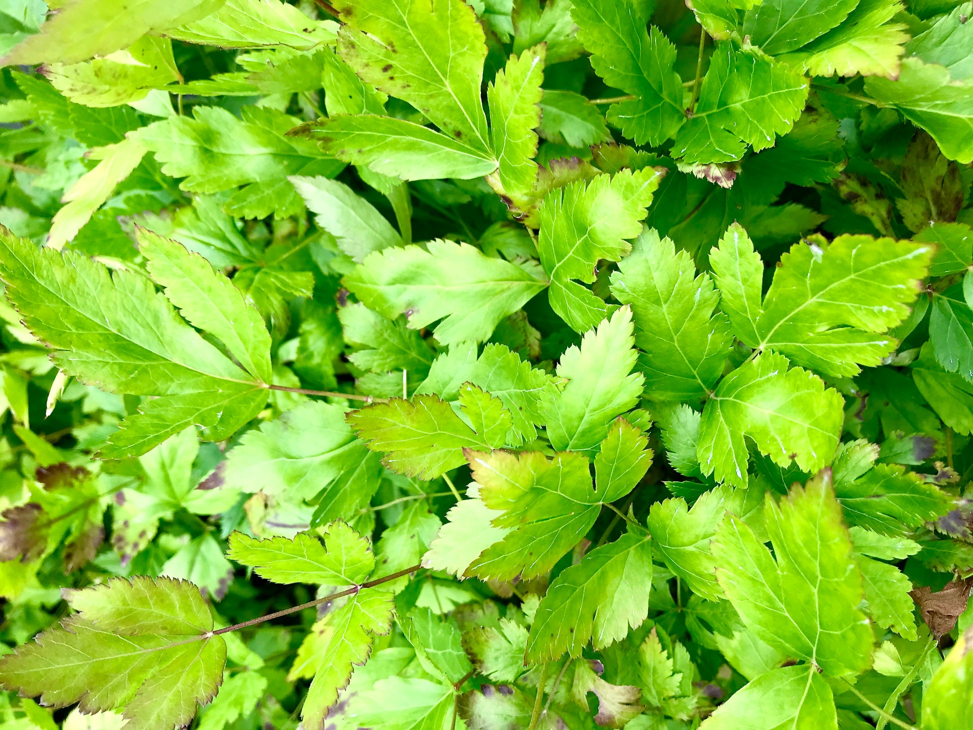 A close-up of Xanthorhiza simplicissima plant leaves showing their green color and leaf shape.