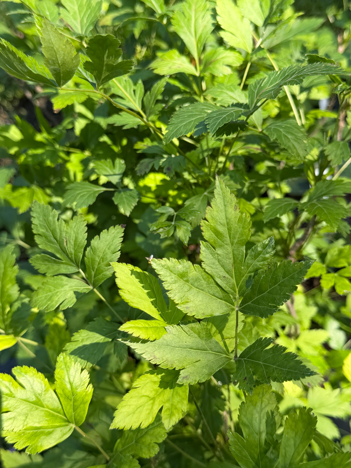 Close-up of green leafy plants with compound palmate leaves in natural outdoor light.