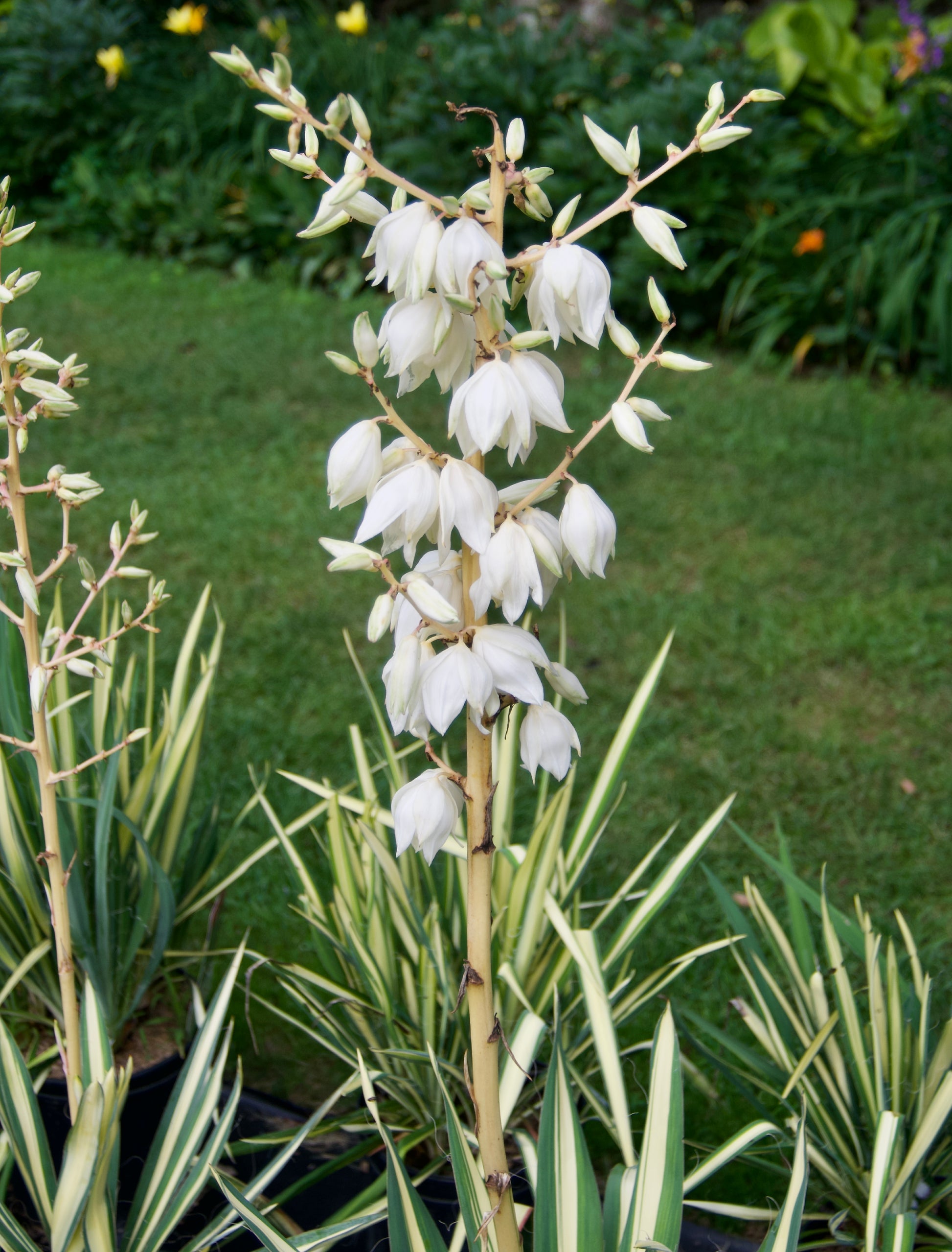 Yucca filamentosa 'Color Guard'