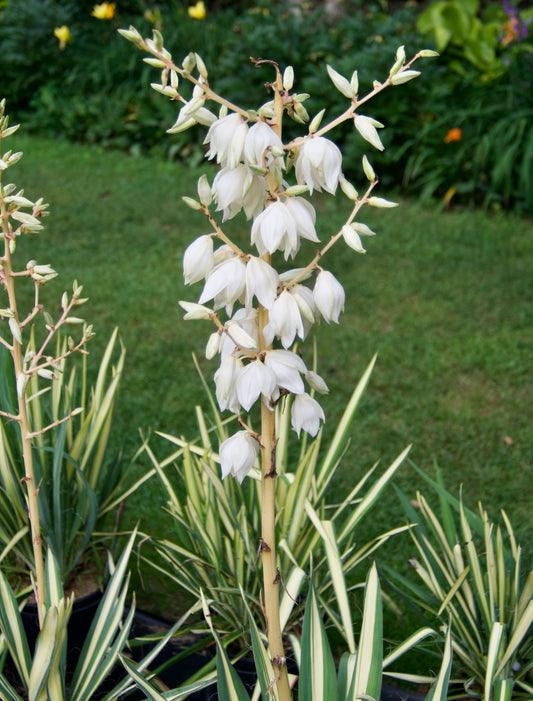 Yucca filamentosa 'Color Guard'