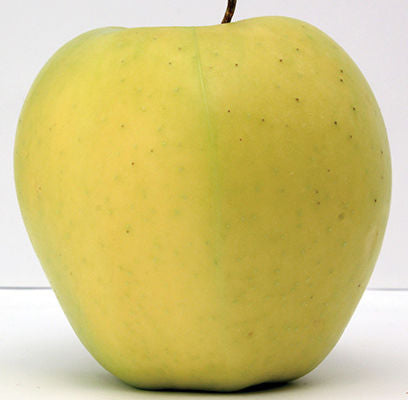 Apple 'Yellow Transparent' - Apple