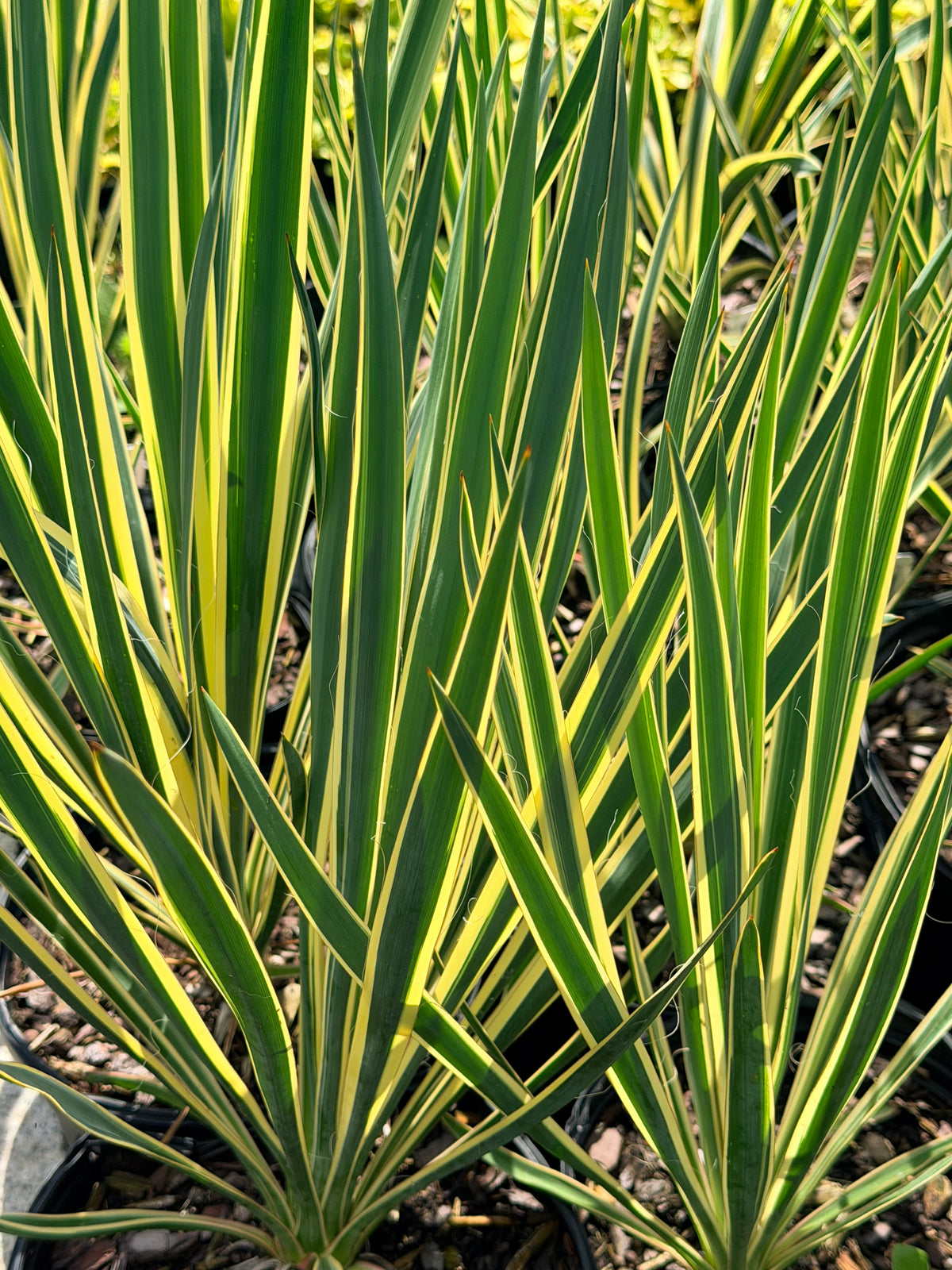 Close-up of a variegated yucca plant with long, narrow leaves featuring bright yellow stripes along the edges, growing in a potted nursery setting.