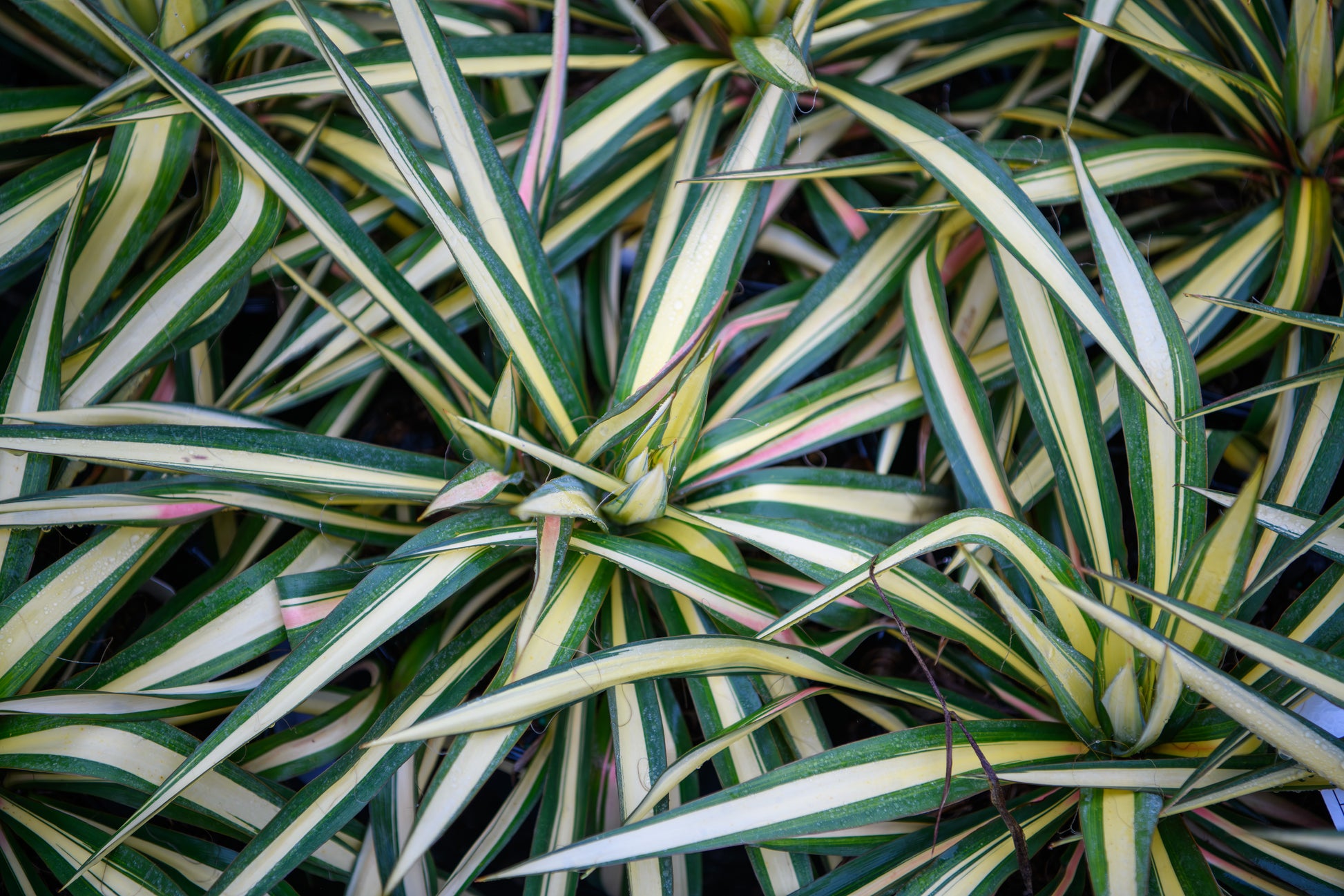 spider yucca plant Yucca filamentosa 'Color Guard'