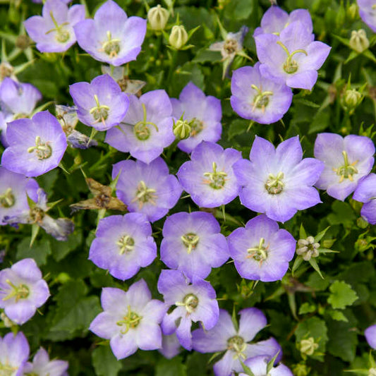 Campanula carpatica 'Twilight' (Bellflower)