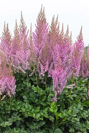 Astilbe chinensis 'Black Pearls'