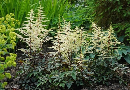 Astilbe x arendsii 'Cappuccino'