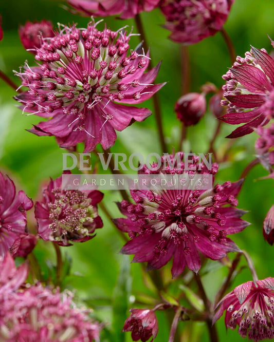 Astrantia major 'Sparkling Stars Red'