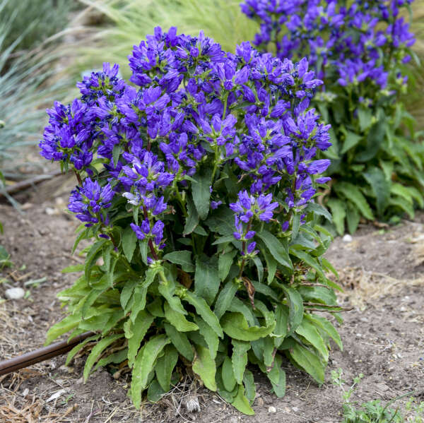 Campanula glomerata 'Bells and Whistles'