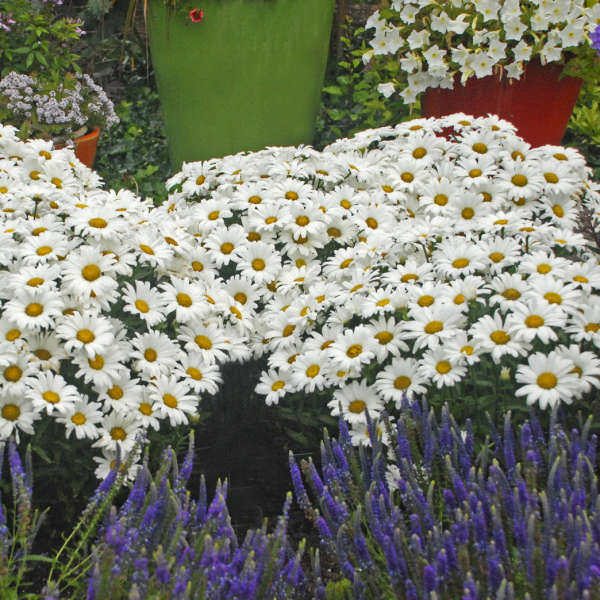 Leucanthemum x superbum 'Daisy May'