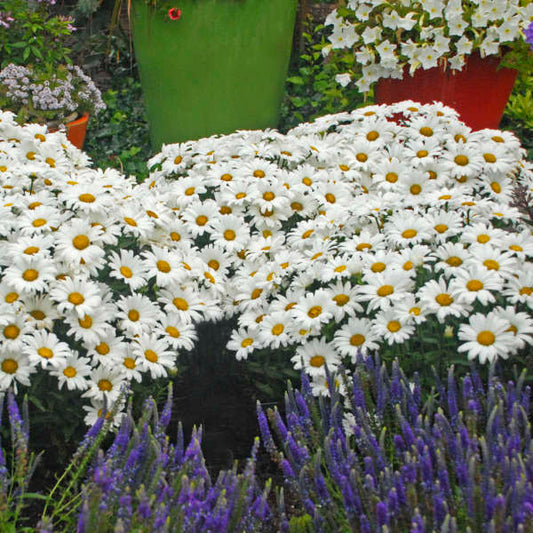 Leucanthemum x superbum 'Daisy May'