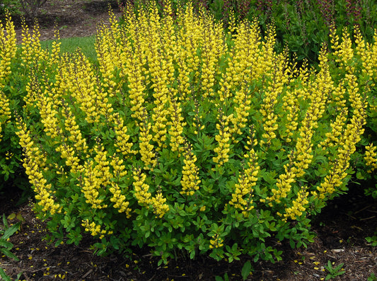 Baptisia x 'Sunny Morning'