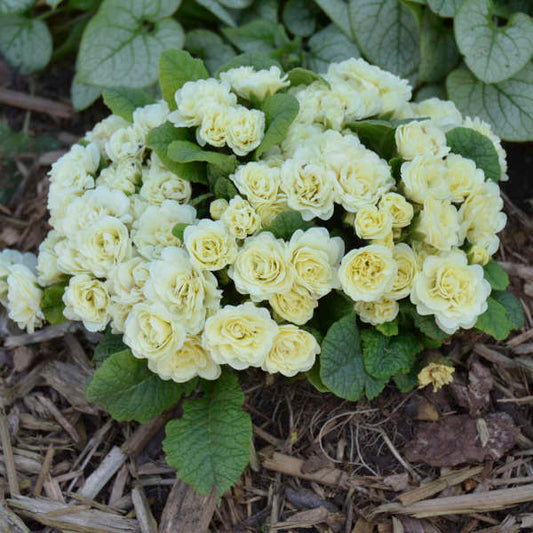 Primula vulgaris 'Belarina® Cream' (Primrose)