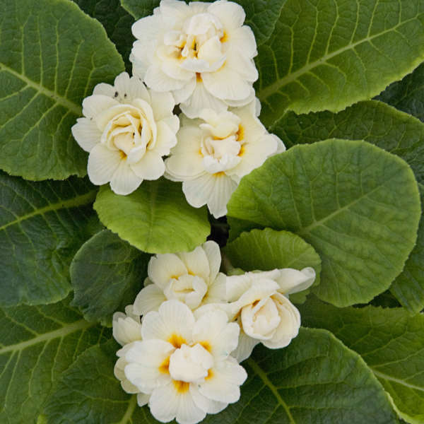 Primula vulgaris 'Belarina® Cream' (Primrose)