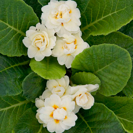 Primula vulgaris 'Belarina® Cream' (Primrose)