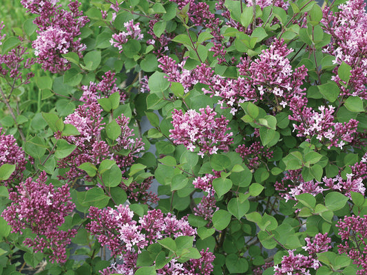 Syringa palibin Bloomerang 'Dwarf Purple' - Lilac