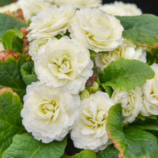 Primula vulgaris 'Spearmint' (Primrose)