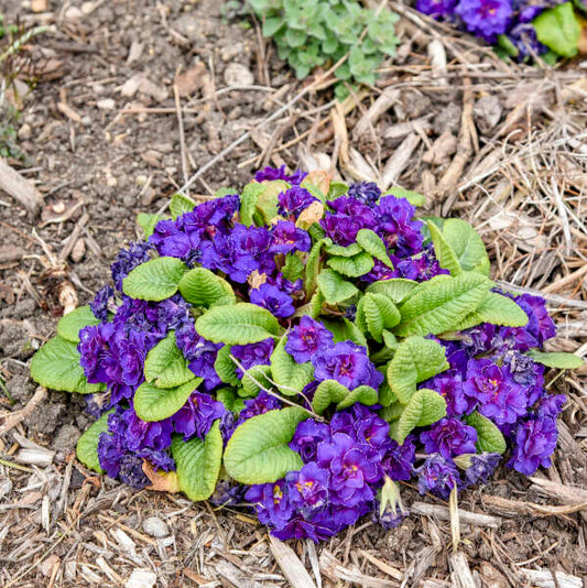 Primula vulgaris 'Violetta' (Primrose)