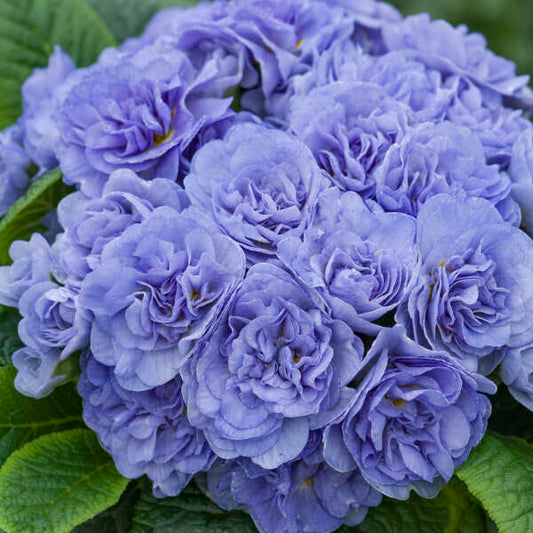 Primula vulgaris 'Watercolour Blue' (Primrose)
