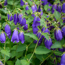 Campanula x 'Sarastro' (Bellflower)