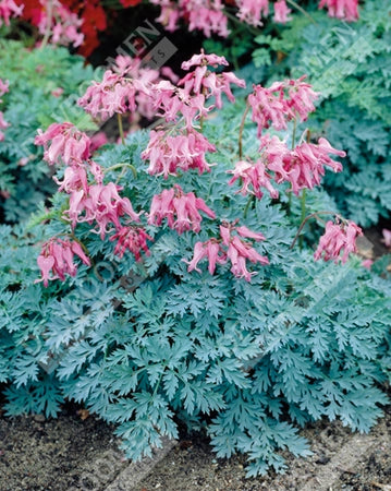 Dicentra x 'Candy Hearts' (Bleeding Heart)
