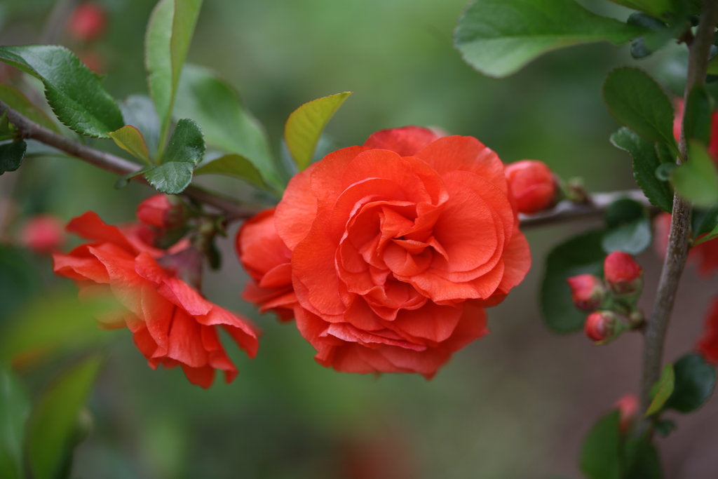 Chaenomeles 'Double Take® Orange' (Quince)