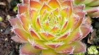 Sempervivum Chick Charms® 'Gold Dust'