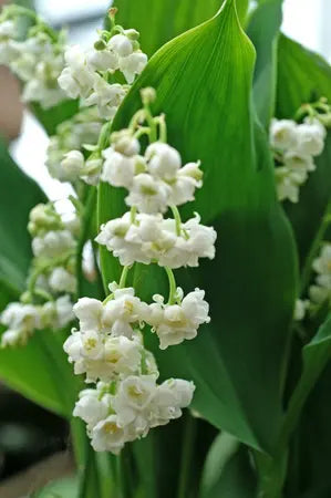 Convallaria majalis 'Prolificans'
