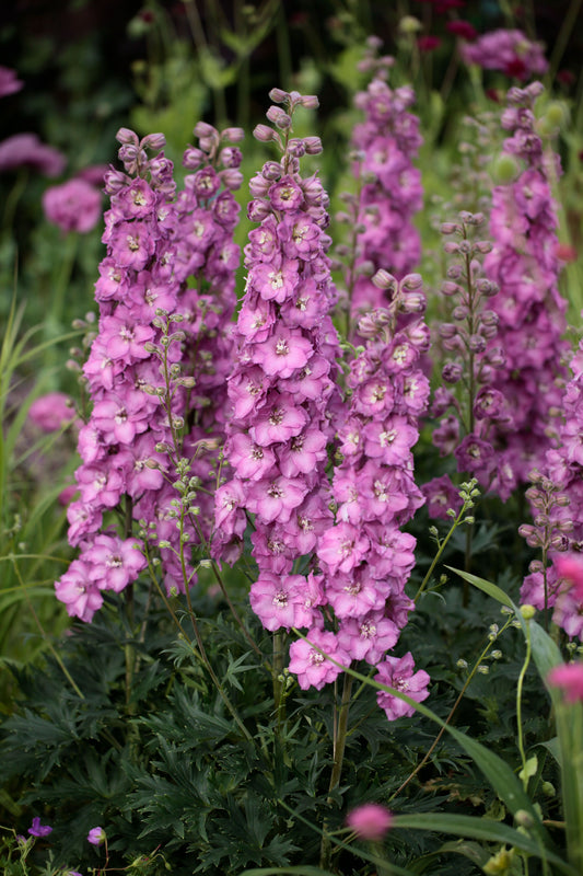 Delphinium x Delgenius 'Chantay'
