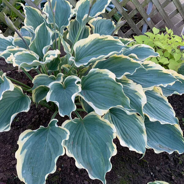 Hosta 'Hope Springs Eternal'