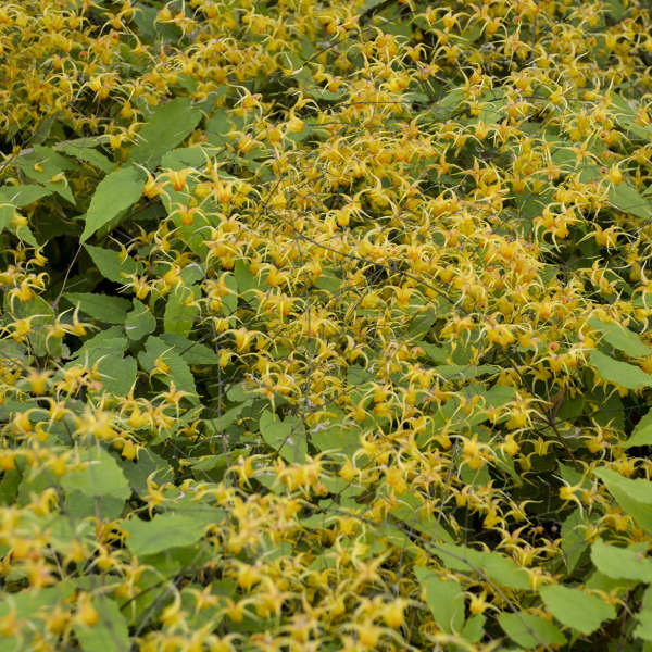 Epimedium x 'Amber Queen'