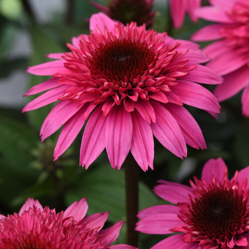 Echinacea x hybrida 'Double Scoop Watermelon Deluxe' (Coneflower)