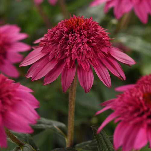 Echinacea x hybrida 'Double Scoop Watermelon Deluxe' (Coneflower)