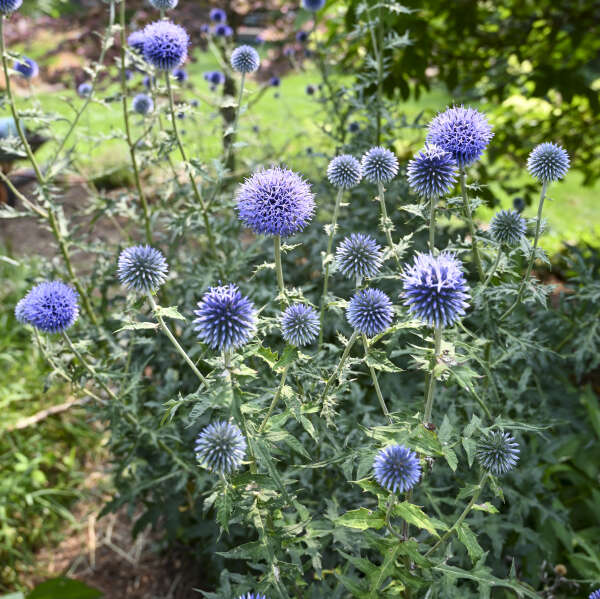 Echinops bannaticus 'Blue Glow'