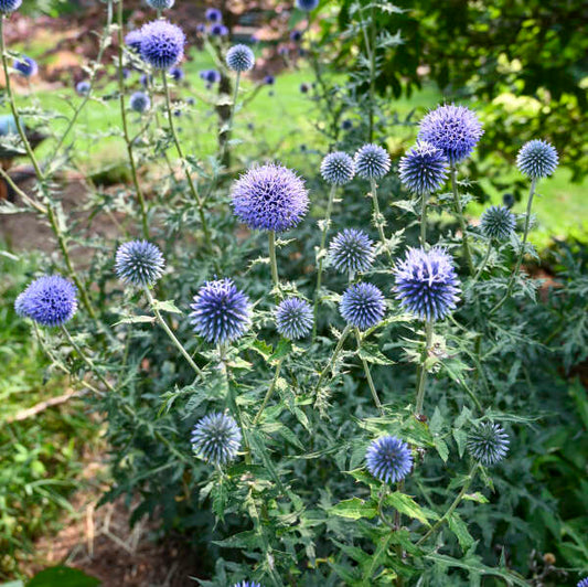 Echinops bannaticus 'Blue Glow'