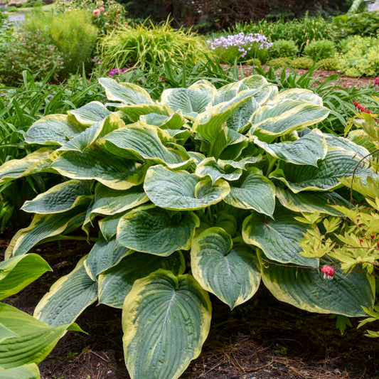 Hosta 'Gigantosaurus'