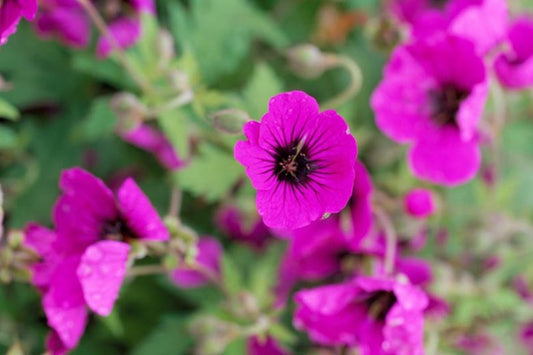 Geranium x 'Ann Folkard'