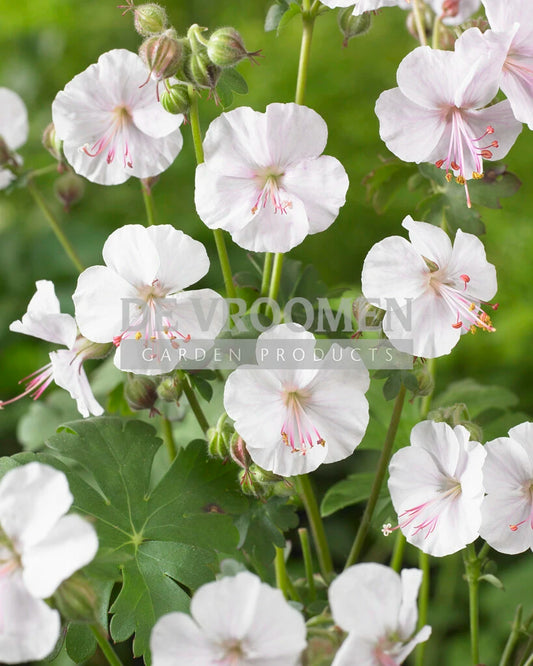 Geranium x cantabrigiense 'St. Ola'