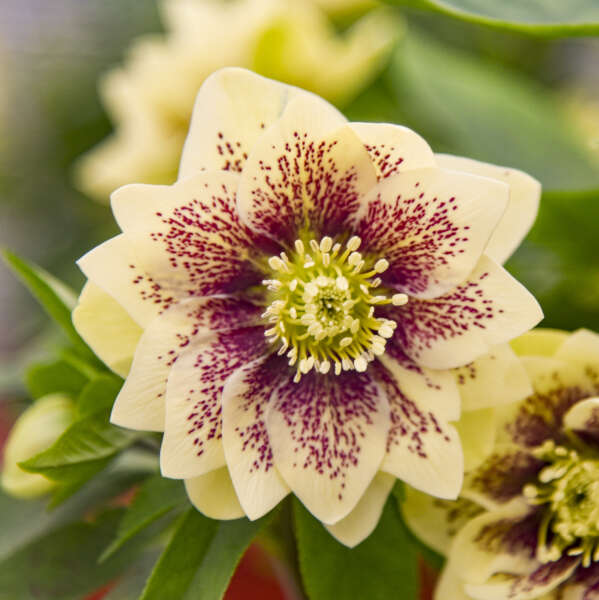 Helleborus x hybridus 'Father of the Bride'