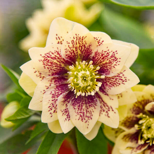 Helleborus x hybridus 'Father of the Bride'