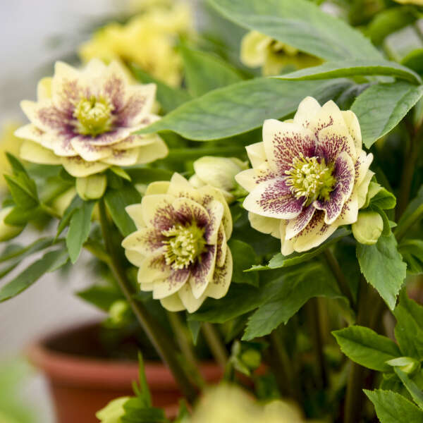 Helleborus x hybridus 'Father of the Bride'