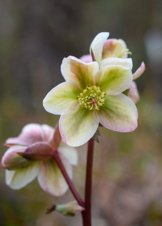 Helleborus 'Ivory Prince'