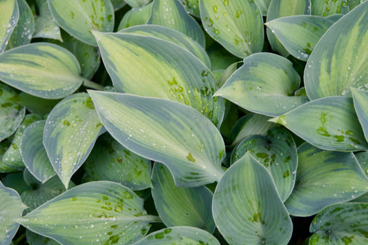 Hosta 'Paradise Joyce'