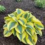 Hosta 'Ben Vernooij'